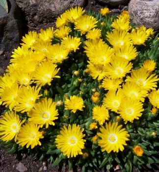 Mittagsblume �GOLDEN NUGGET� Cont. 0,5 l