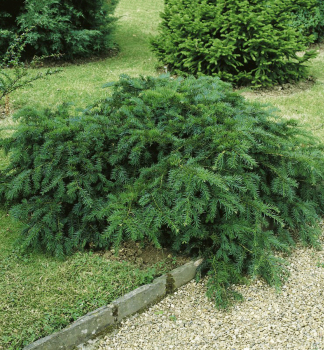Europische Eibe REPANDENS 30-40 cm, Cont. 2 l