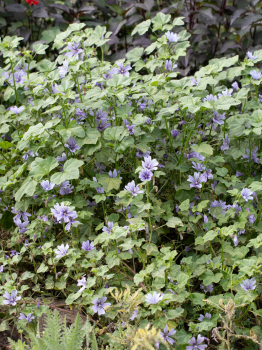 Obrzok (4)