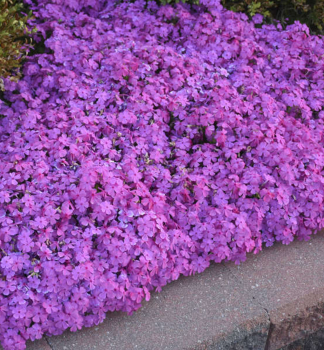 Flammenblume 'DRUMMONDS PINK' Cont. 0,5 l