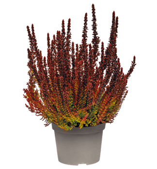 Besenheide 'ZORINA' Cont. 0,5 l