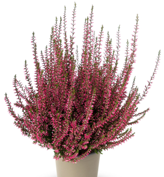 Besenheide 'SELMA', Cont. 0,5 l