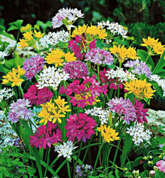Allium �SMALL FLOWERING MIX� Packungsinhalt 10 St.