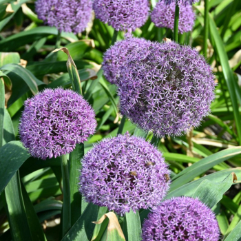 Obrzok (2)