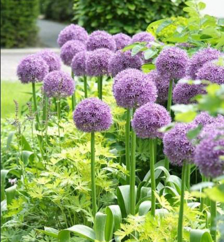 Allium PARTY BALLOONS Packungsinhalt 2 St.