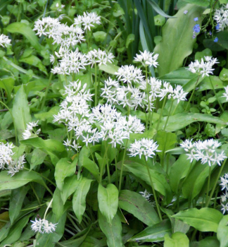 Brlauch (Allium ursinum), Cont. 0,5 l