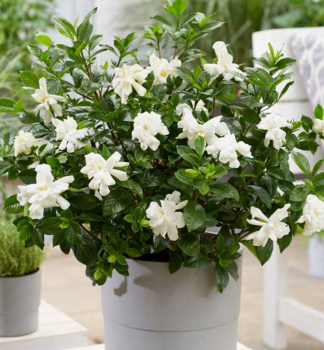 Gardenie DOUBLE DIAMONDS 20-30 cm, Cont. 2 l