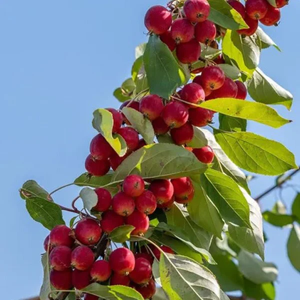 Obr�zok (5)