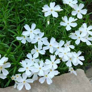 Obrzok (5)