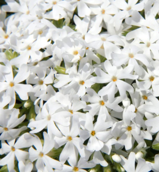 Flammenblume 'SNOWFLAKE' Cont. 0,5 l
