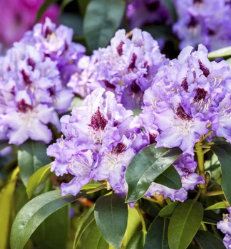 Rhododendron BLUE PETER 20-30 cm, Cont. 3 l