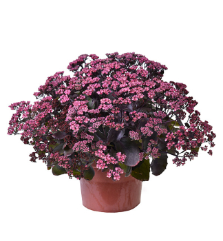Fetthenne GLOBE PURPLE Cont. 0,5 l
