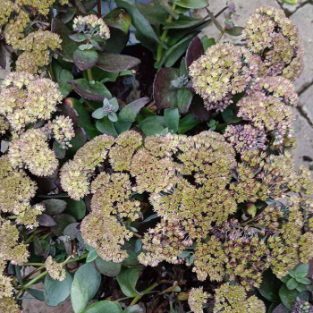Obrzok (5)
