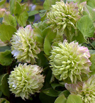 Clematis 'SEN-NO-KAZE' 40-50 cm, Cont. 1,6 l, Pflanze mit Rankhilfen