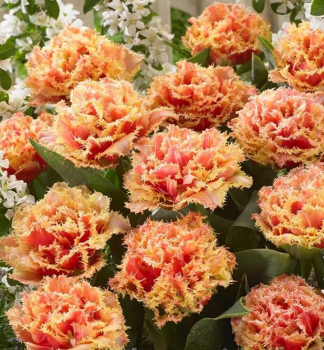 Tulpe BRISBANE, Packungsinhalt 5 St.