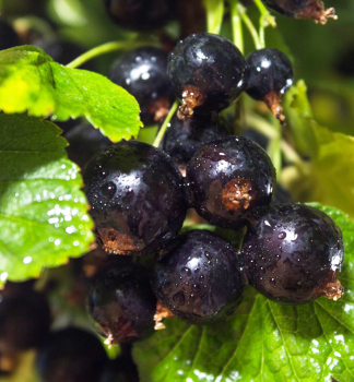 Johannisbeerbaum 'SILVERGIETER' auf Stamm 70 cm, wurzelballen