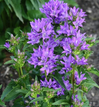 Kn�uel-Glockenblume �FREYA�� Cont. 1 l