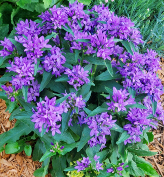Kn�uel-Glockenblume �FREYA�� Cont. 1 l
