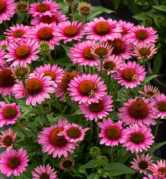 Sonnenhut (Echinacea) �SUN MAGIC� VINTAGE PINK� Cont. 0,5 l