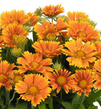 Kokardenblume �SPINTOP�MANGO� Cont. 0,5 l