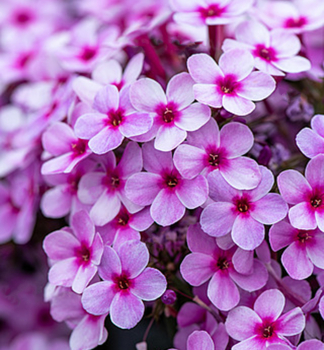 Flammenblume EARLY LAVENDER POP Cont. 0,5 l