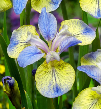 Sibirische Schwertlilie TIPPED IN BLUE Cont. 1 l
