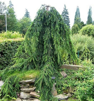 Nordmann-Tanne PENDULA 50-60 cm, Cont. 20 l