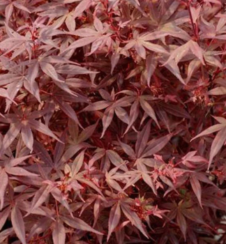 Fcherahorn 'HIME-SHOJO' auf Stamm 60 cm, Cont. 5 l