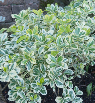 Japanischer Spindelstrauch ALBOMARGINATUS 20-30 cm, Cont. 2 l