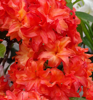 Groblumige Azalee 'FEUERKPFCHEN' 30-40 cm, Cont. 2,5 l
