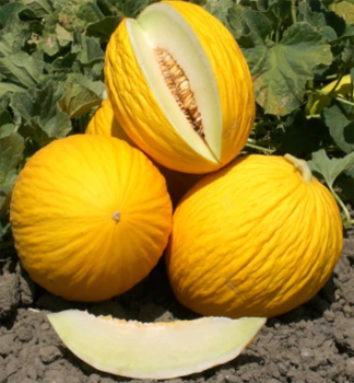 GELBE MELONE �HASDRUBAL F1� Cont. 0,5 l