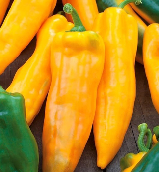 Paprika CORNO GIALLO ISIDE F1 Cont. 0,5 l