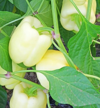 Paprika 'SALANA LAGUNA F1'  Cont. 0,5 l