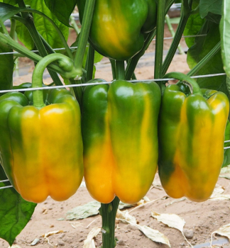 Paprika �MOHAI F1� Packung mit 6 Pflanzen