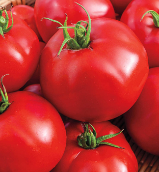 Tomate SARACENO F1 Cont. 0,5 l