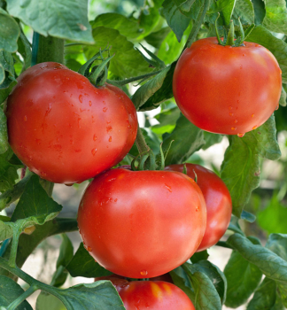 Tomate FANTASIO F1 Cont. 0,5 l