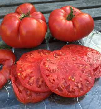 Tomate BEEFSTEAK F1 Cont. 0,5 l
