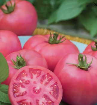 Tomate ROSAMUNDA F1 Cont. 0,5 l