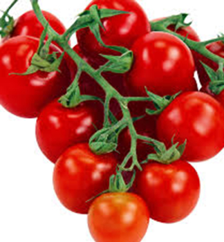 Tomate �APERO F1� Packung mit 6 Pflanzen