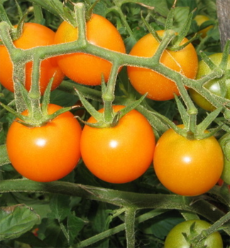 Tomate 'ORANBELLO F1' Cont. 0,5 l
