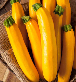 Zucchini LINGODOR F1' Cont. 0,5 l