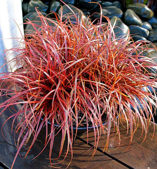Mahagonigras RUBRA 20-30 cm, Cont. 1,5 l