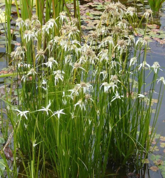 Stern-Sumpfgras (Dichromena colorata), Cont. 0,5 l