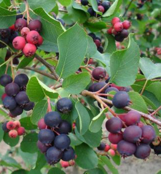 Erlenblttrige Felsenbirne GREATBERRY GARDEN (Amelanchier) 60-70 cm, Cont. 5 l