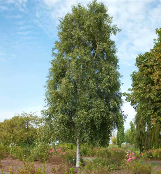 Hnge-Birke FASTIGIATA 120-140 cm, Cont. 3 l