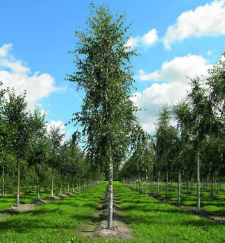 H�nge-Birke �FASTIGIATA� 100-120 cm, Cont. 3 l