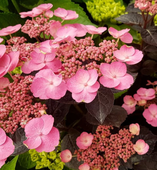 Tellerhortensie 'DAREDEVIL' 40-50 cm, Cont. 3,5 l
