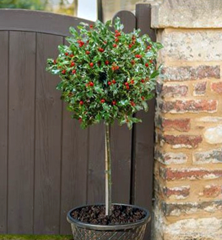 Stechpalme �BLUE MAID� auf Stamm 90 cm, Cont. 10 l