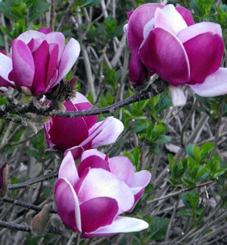 Magnolie CAMEO 30-40 cm, Cont. 2 l