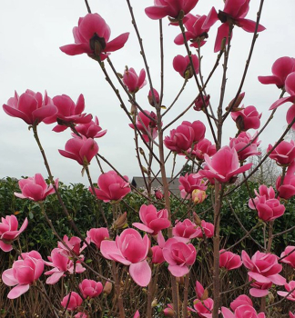Magnolie WATERMELON 40-50 cm, Cont. 3 l